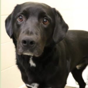 Meet your Posher, Heidi